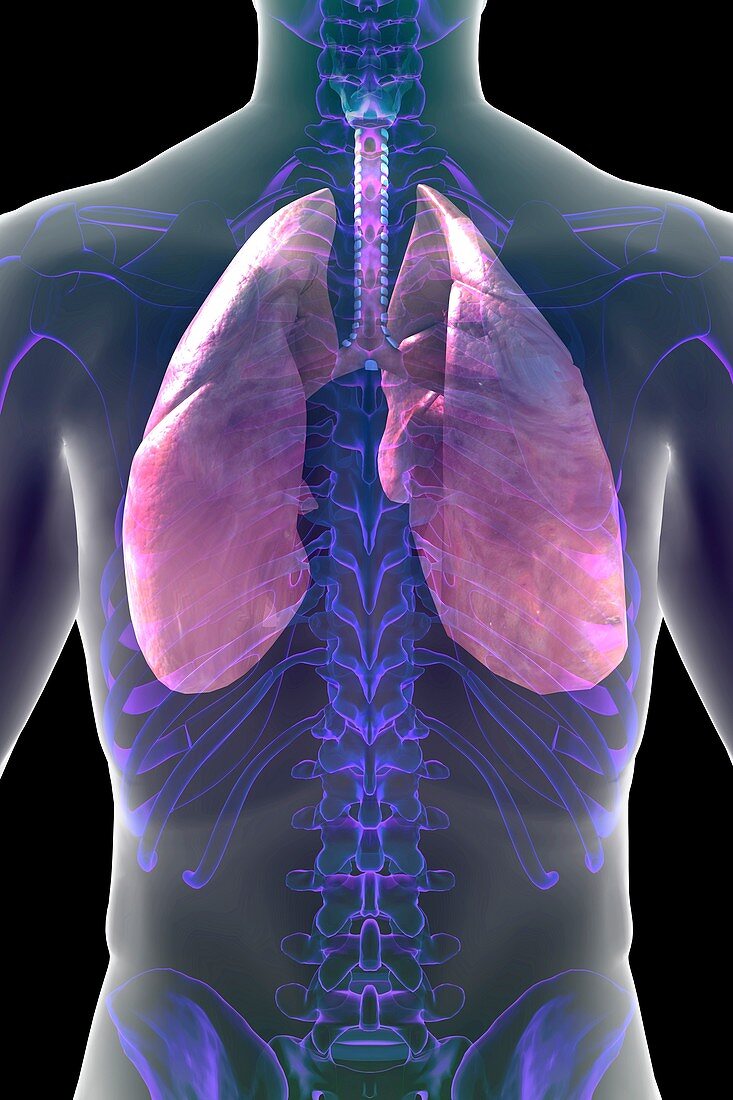 The Respiratory System, artwork