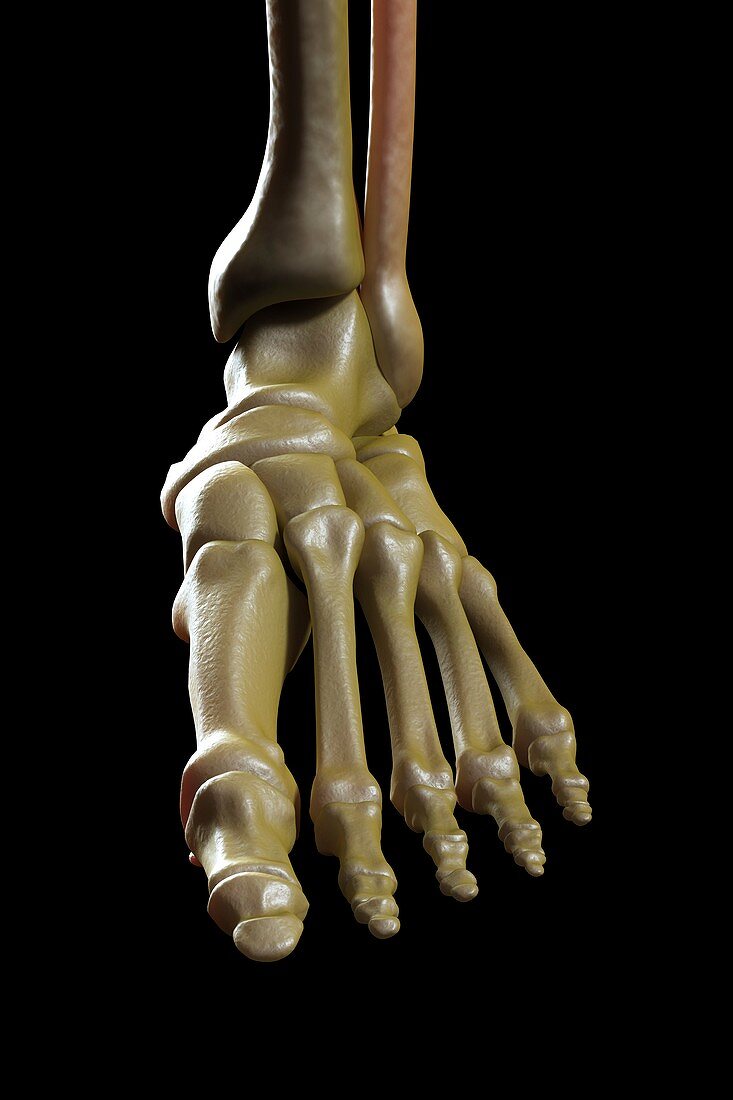 The Foot Bones, artwork
