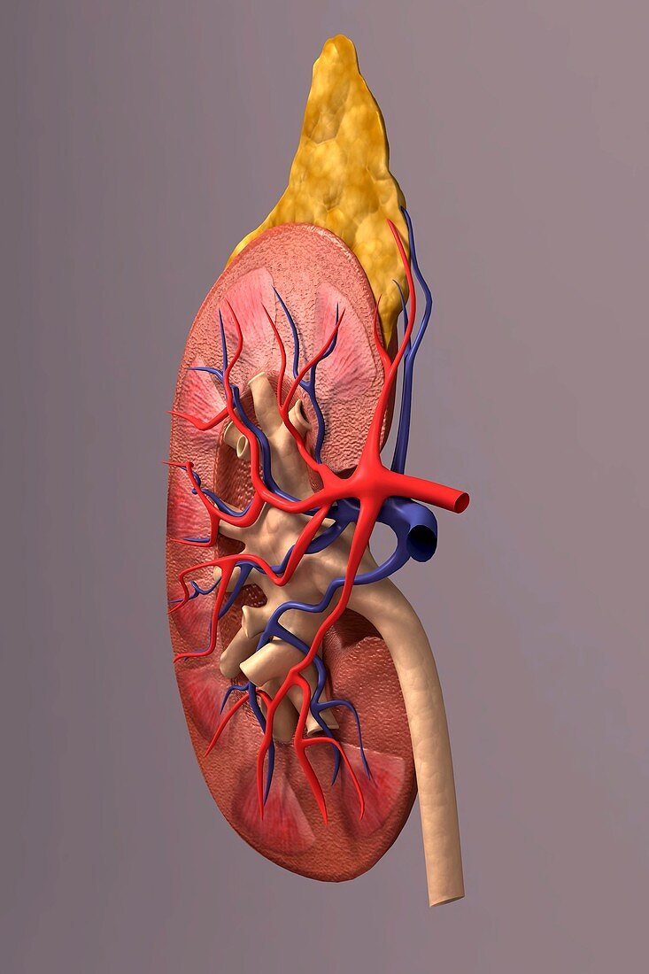 The kidney (Sectioned), artwork