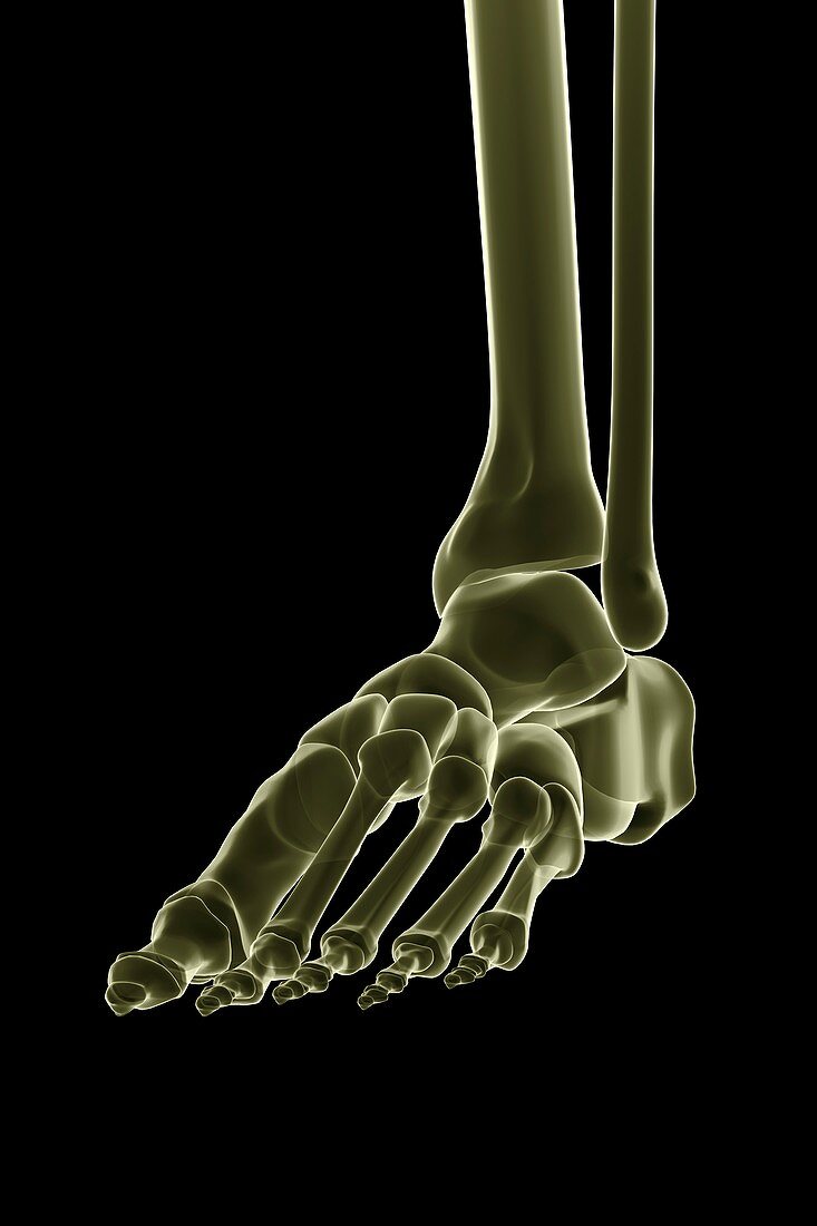 Bones of the Foot, artwork