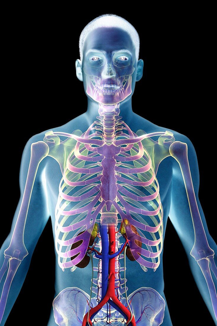 The Renal System, artwork