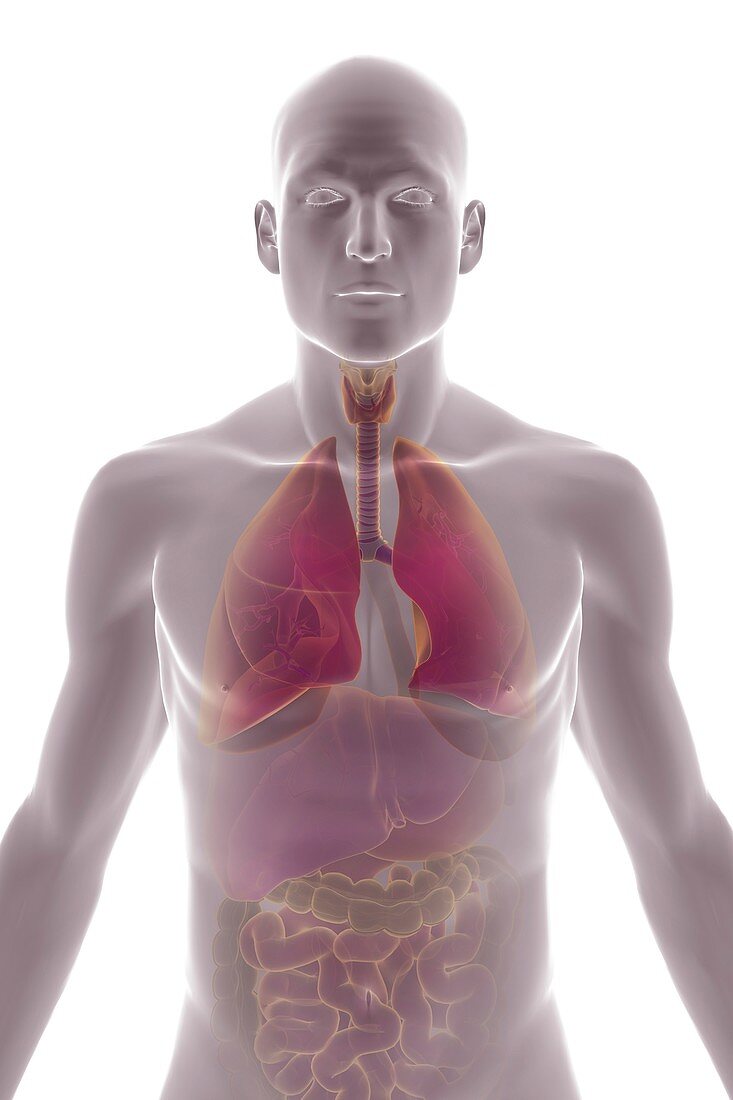 The Respiratory and Digestive Systems