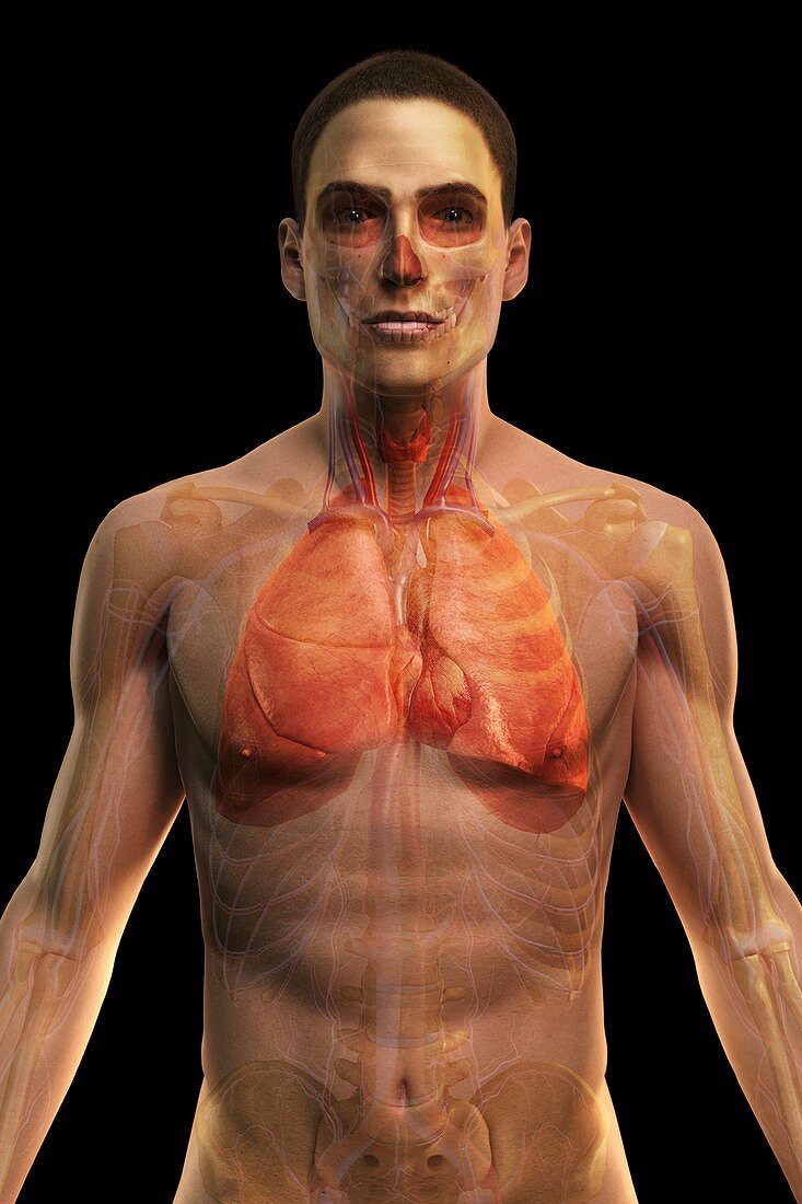 The Cardiovascular and Respiratory System