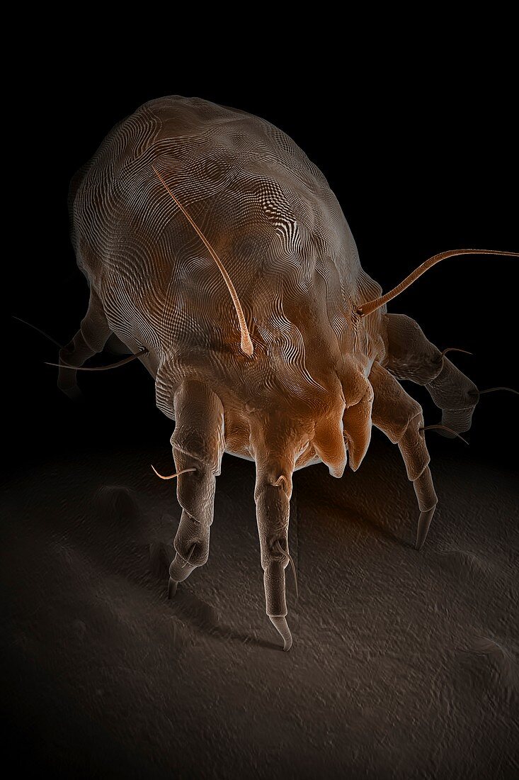 Dust Mite, artwork