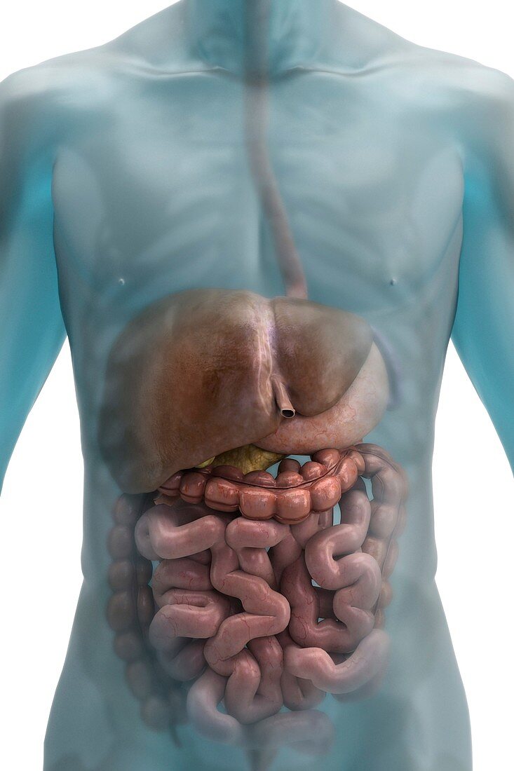 The Digestive System, artwork