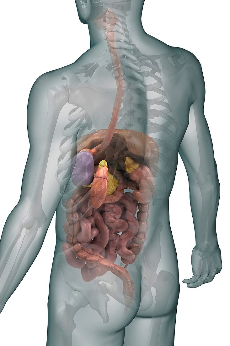 The Digestive System, artwork