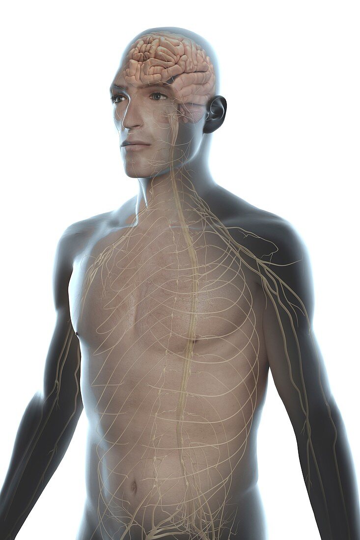 Nerves of the Upper Body, artwork