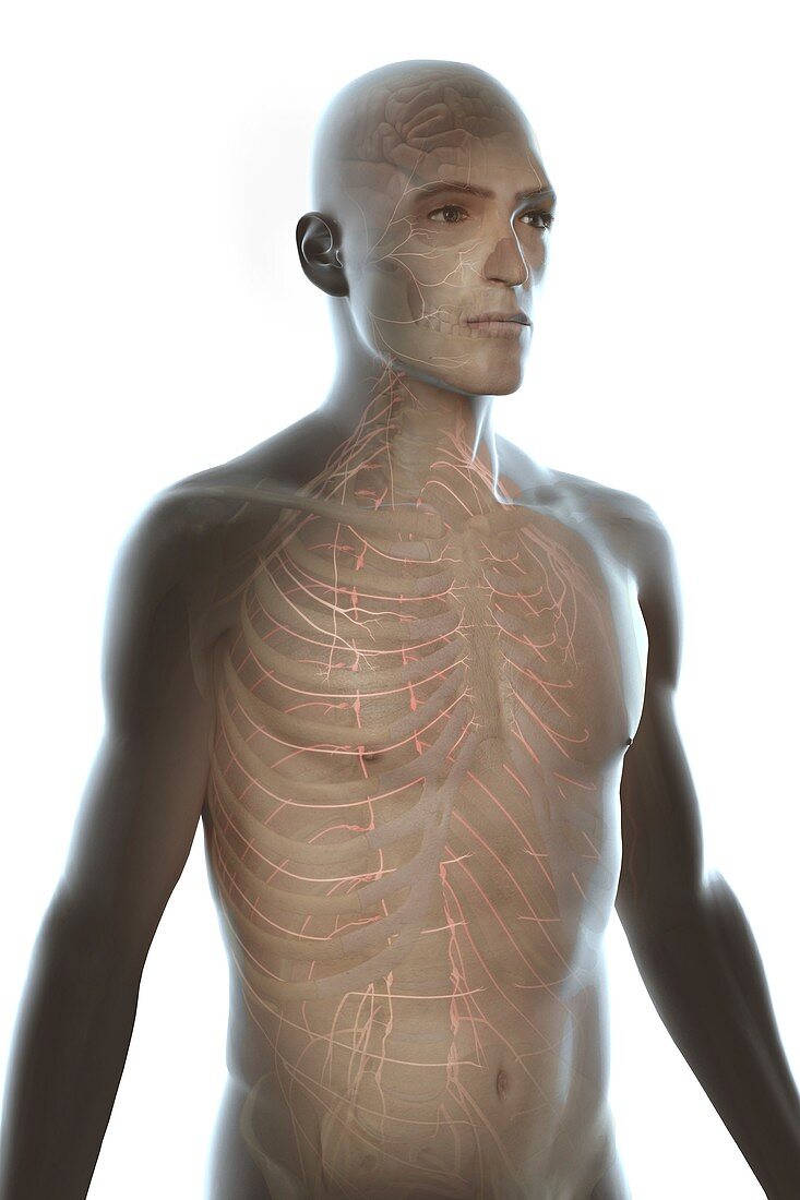 Nerves of the Upper Body, artwork