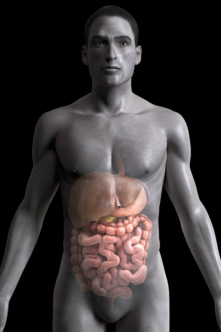 The Digestive System, artwork