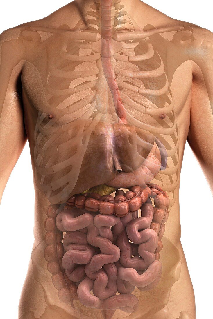 The Digestive System, artwork