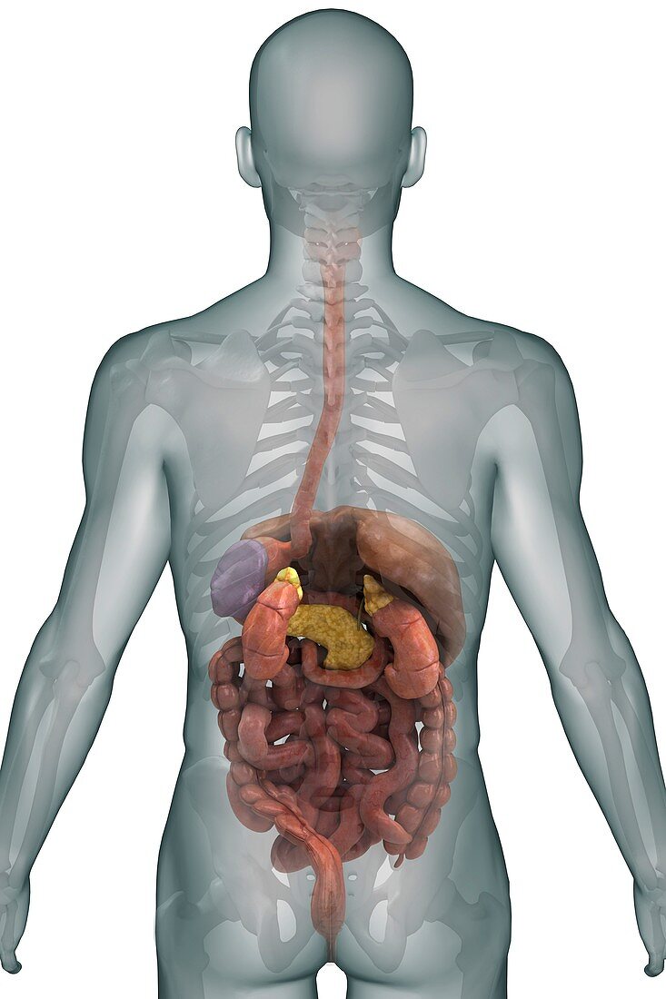 The Digestive System, artwork