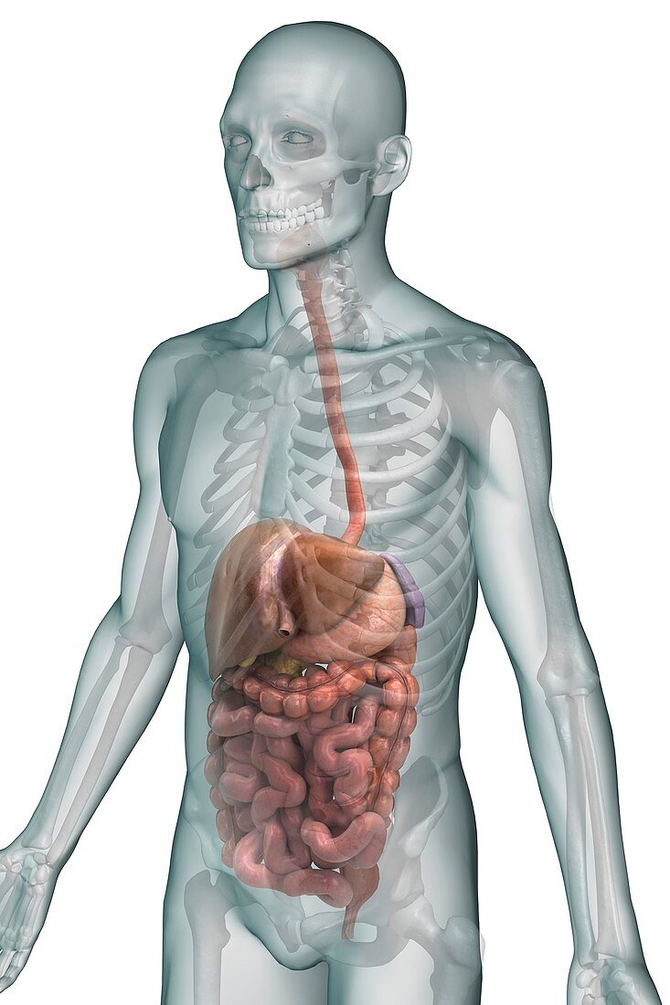 The Digestive System, artwork