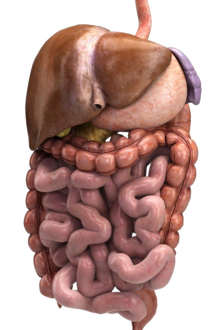 The Digestive System, artwork