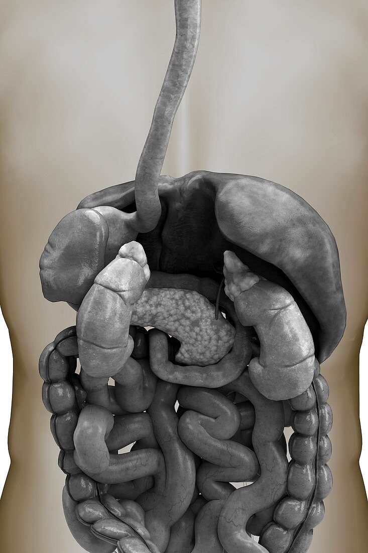 The Digestive System, artwork