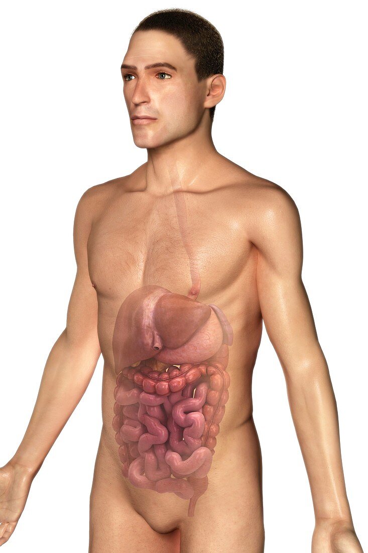 The Digestive System, artwork