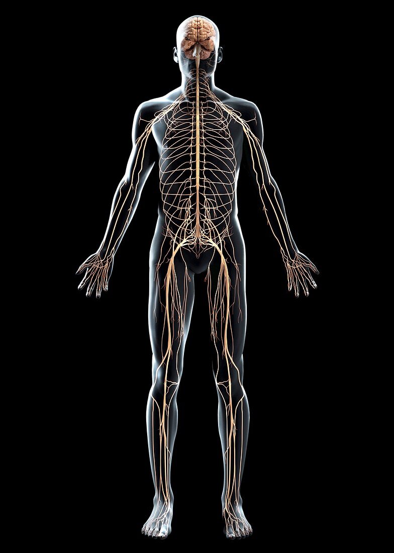 The Nerves of the Body, artwork