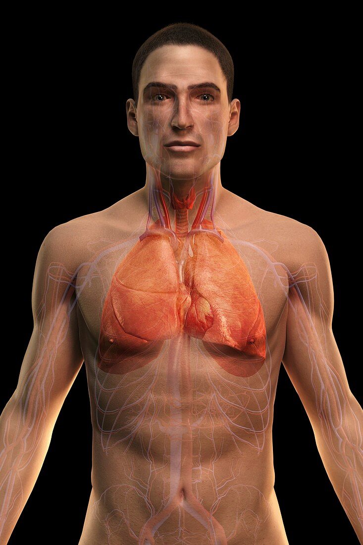Respiratory and Cardiovascular Systems