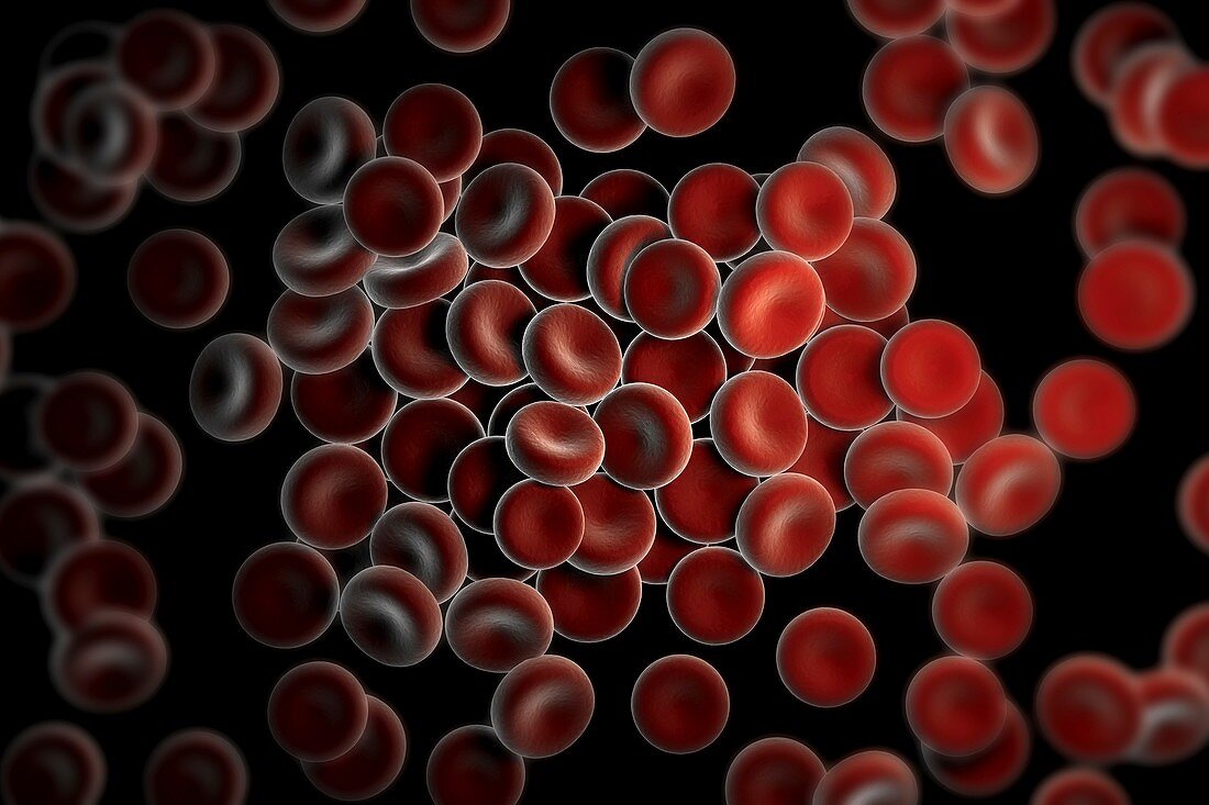 Red Blood Cells, artwork