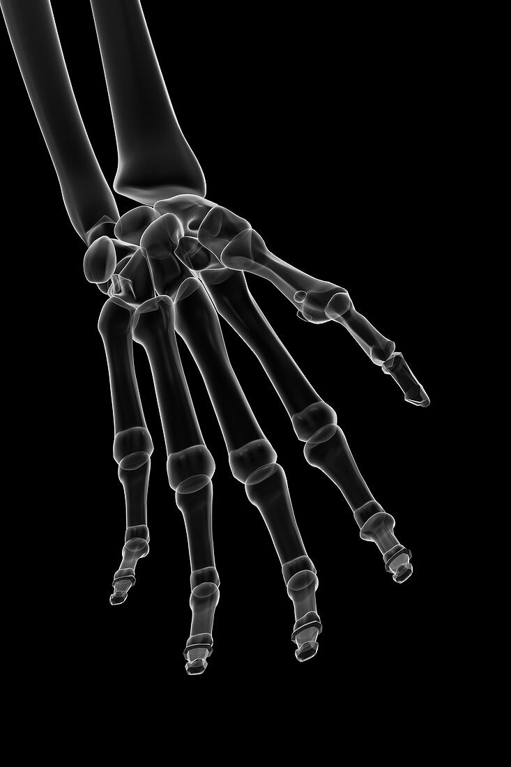 Bones of the Hand, artwork