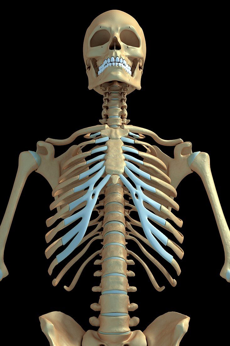 Bones of the Upper Body, artwork