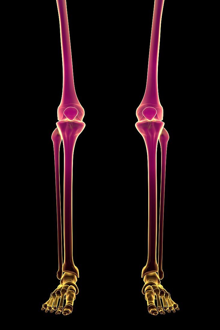 Bones of the Legs, artwork