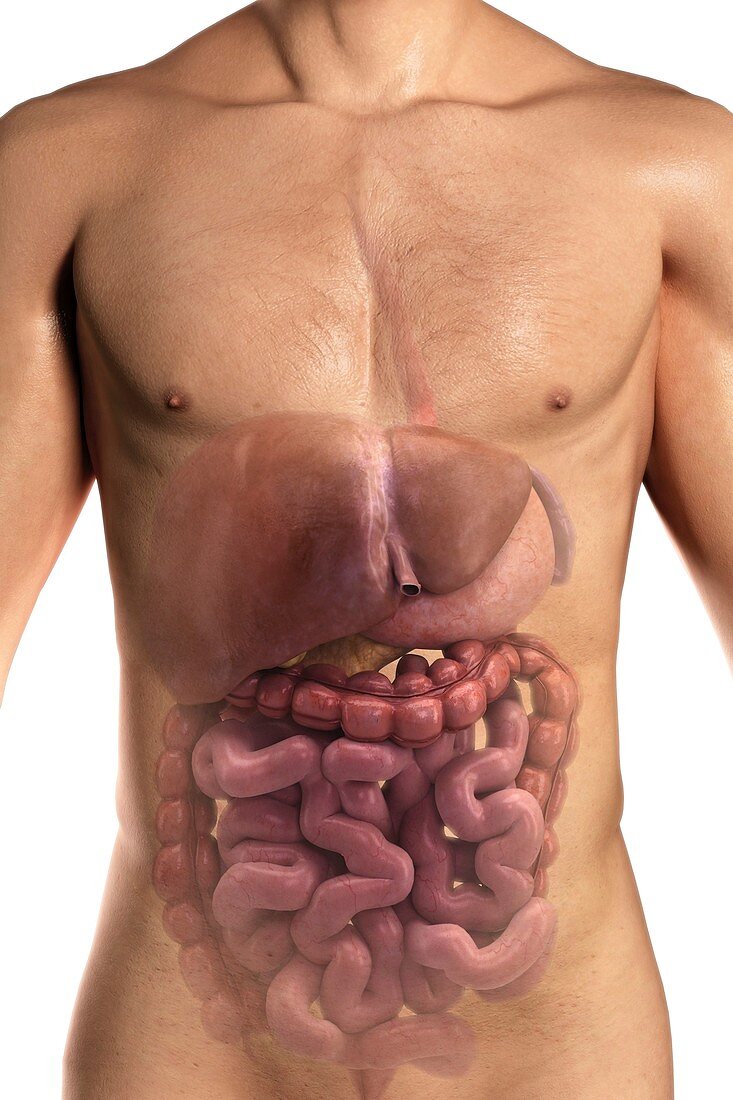 The Digestive System, artwork