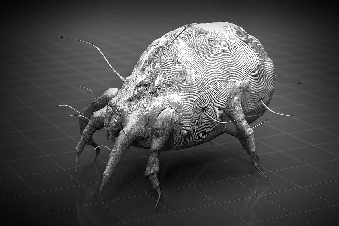 Dust Mite, artwork