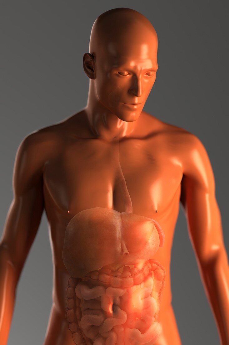 Male Figure with Digestive System