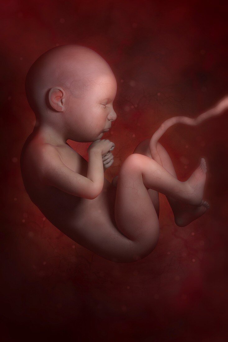 Developing Fetus, artwork