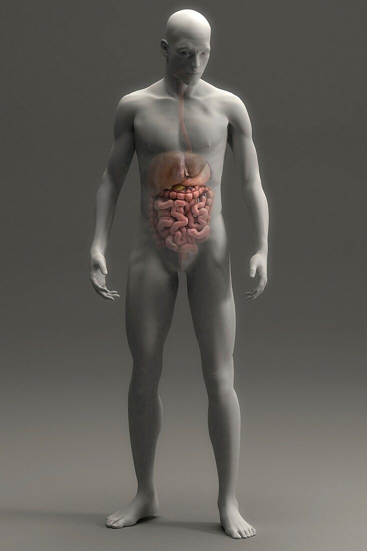 Digestive System (Male), artwork