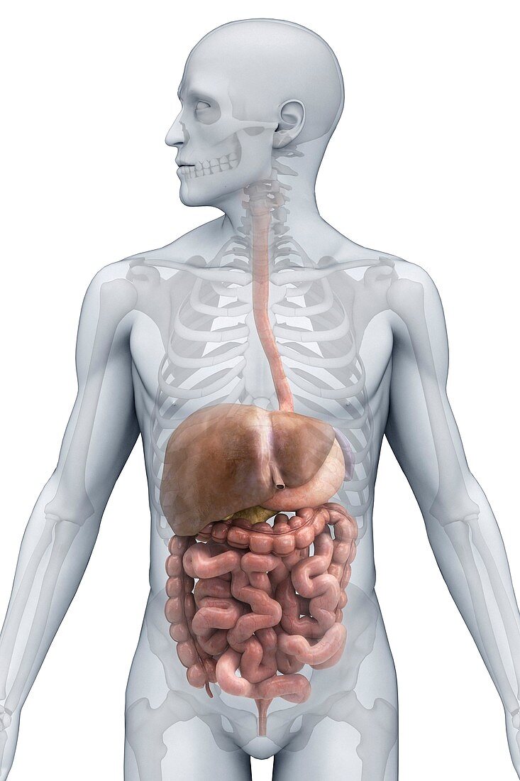 Digestive System (Male), artwork