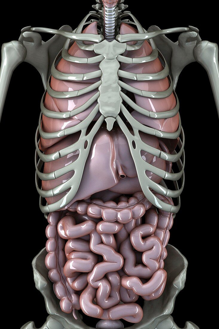 Skeleton and Internal Organs, artwork