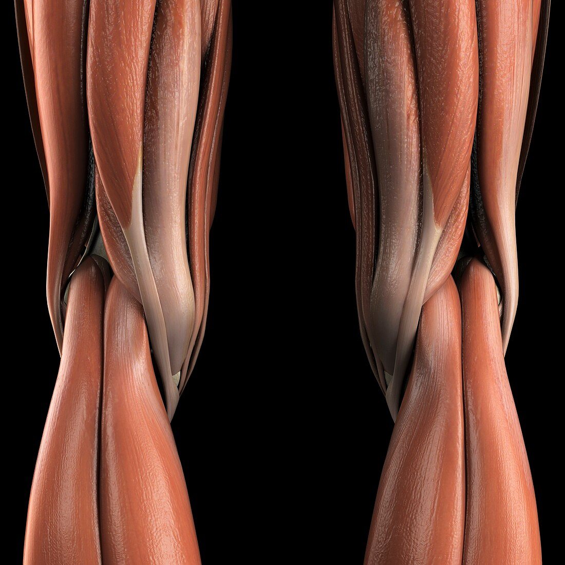 Muscles of the Knees, artwork