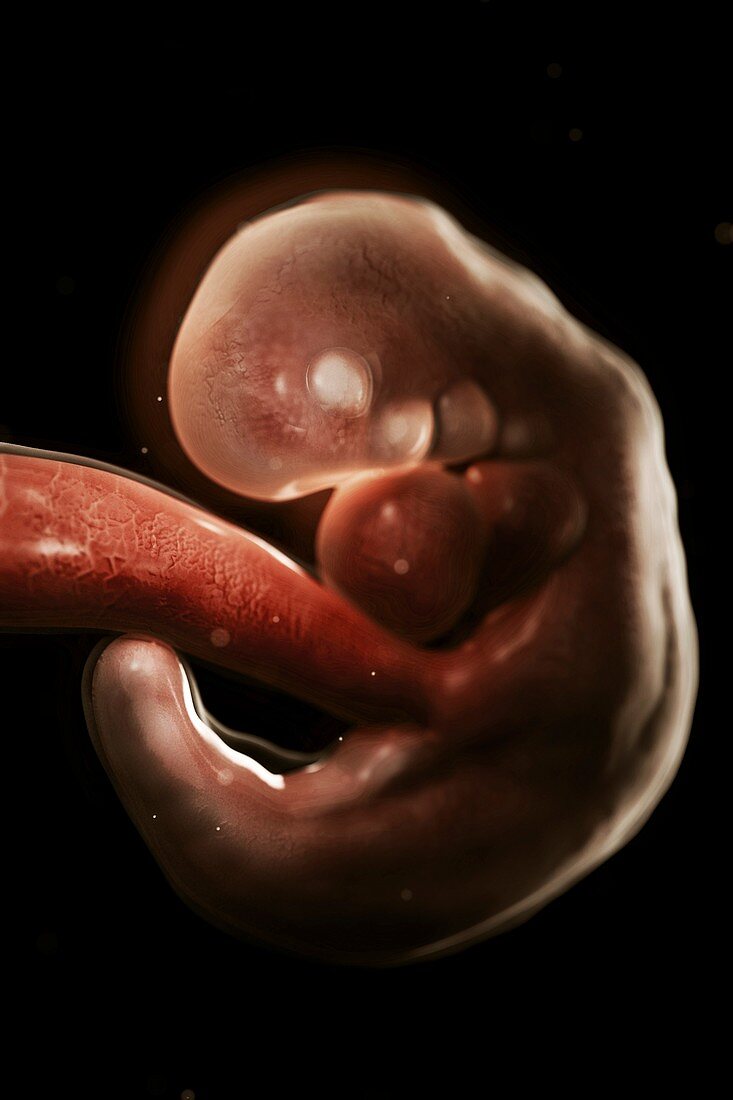Embryo Development (Week 6), artwork