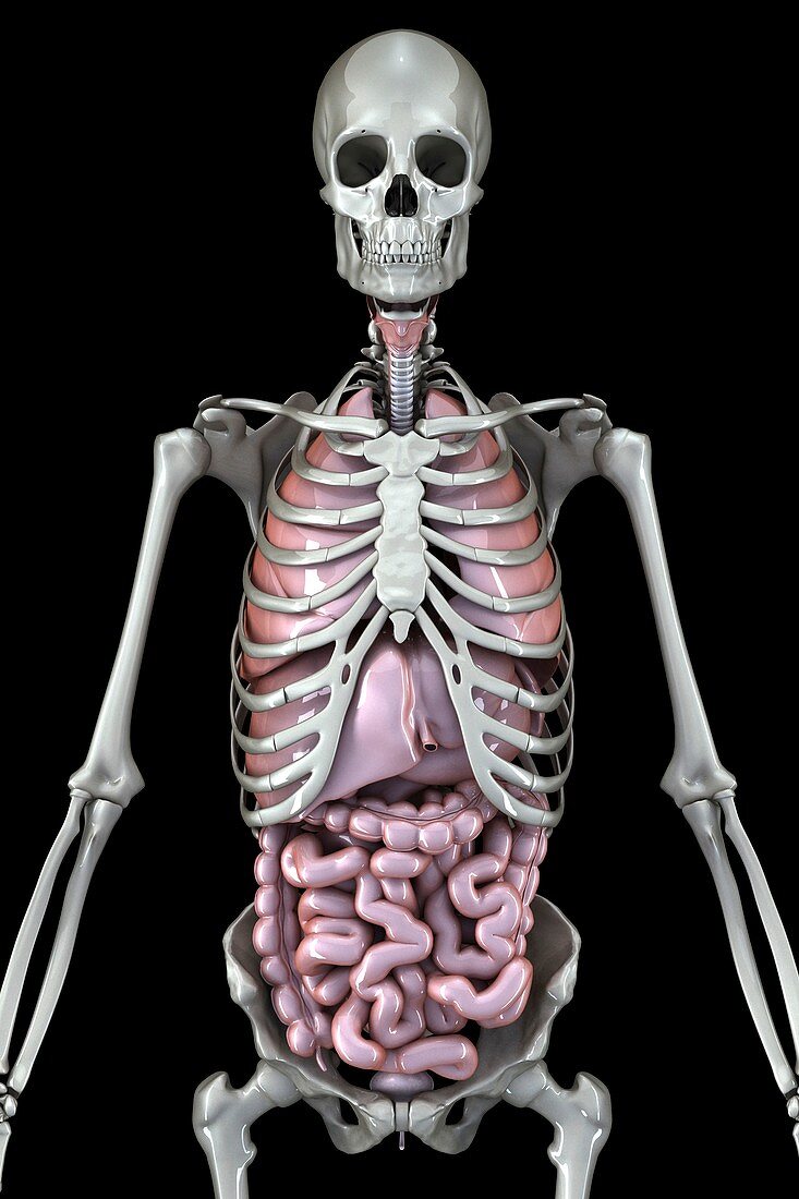 Skeleton and Internal Organs, artwork
