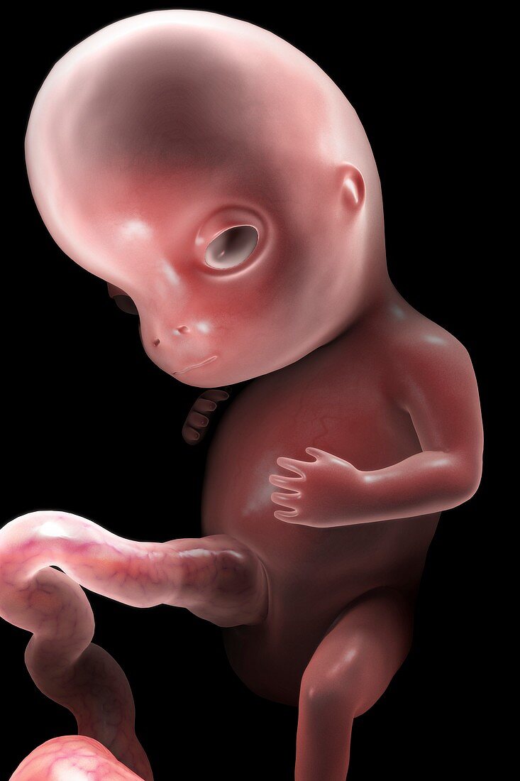 Developing Fetus (Week10), artwork