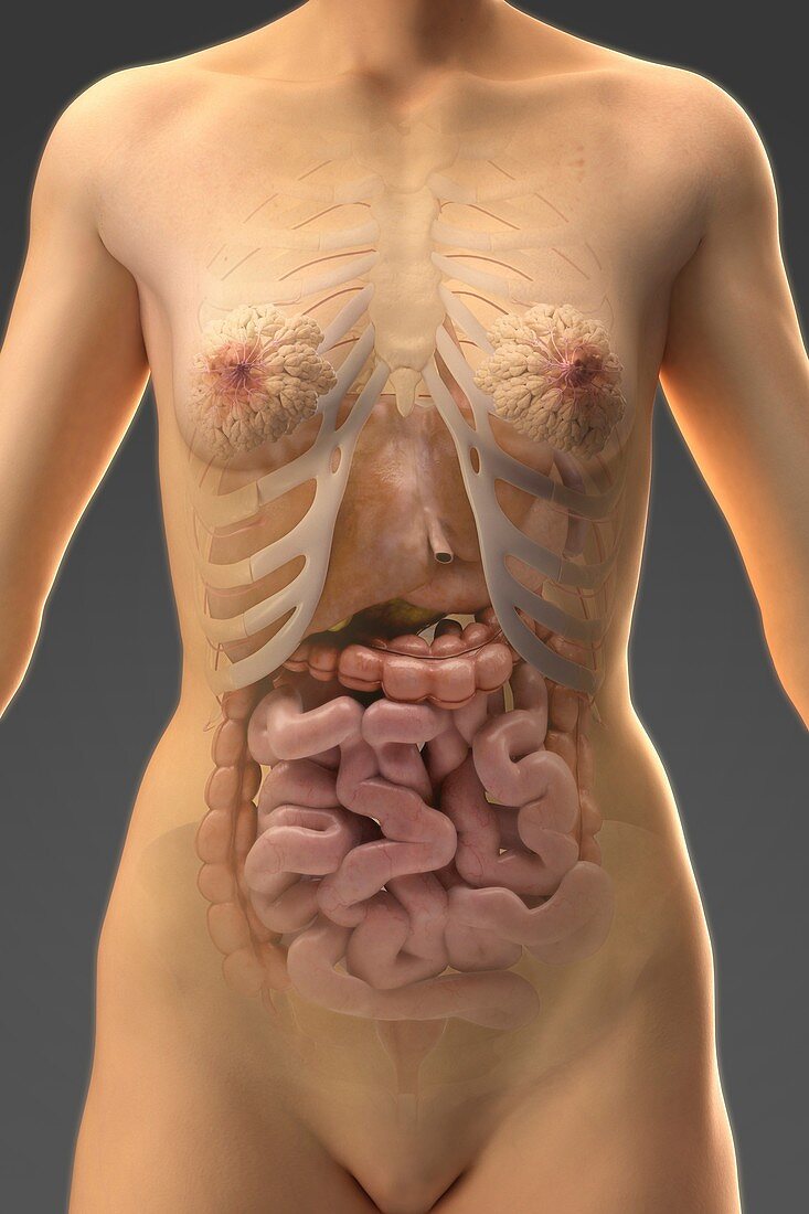 The Digestive System, artwork