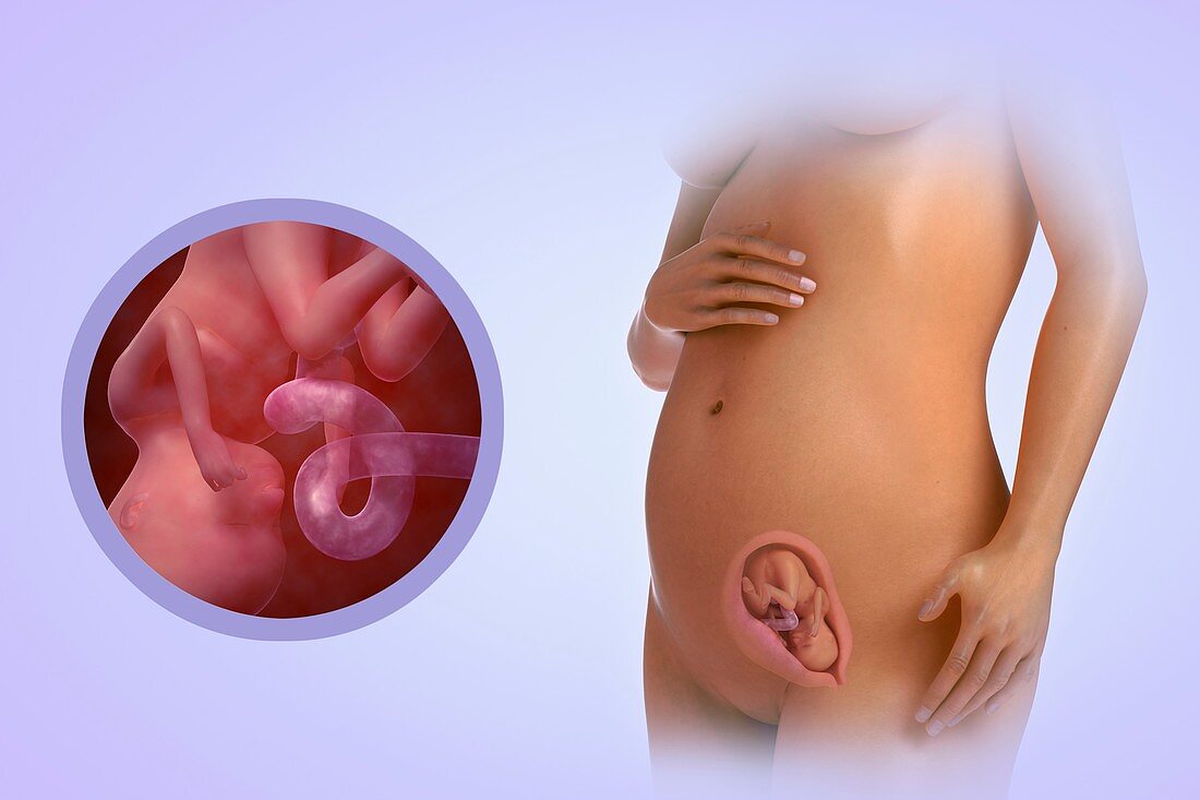 Fetal Development (Week 17), artwork