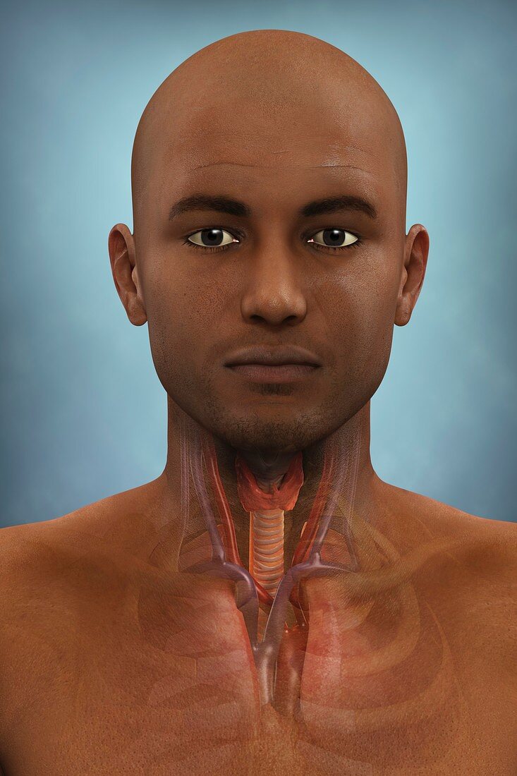 Anatomy of the Throat, artwork
