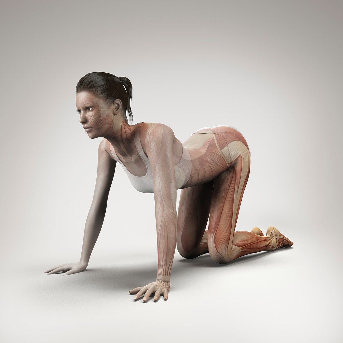 Yoga Cow Pose, artwork