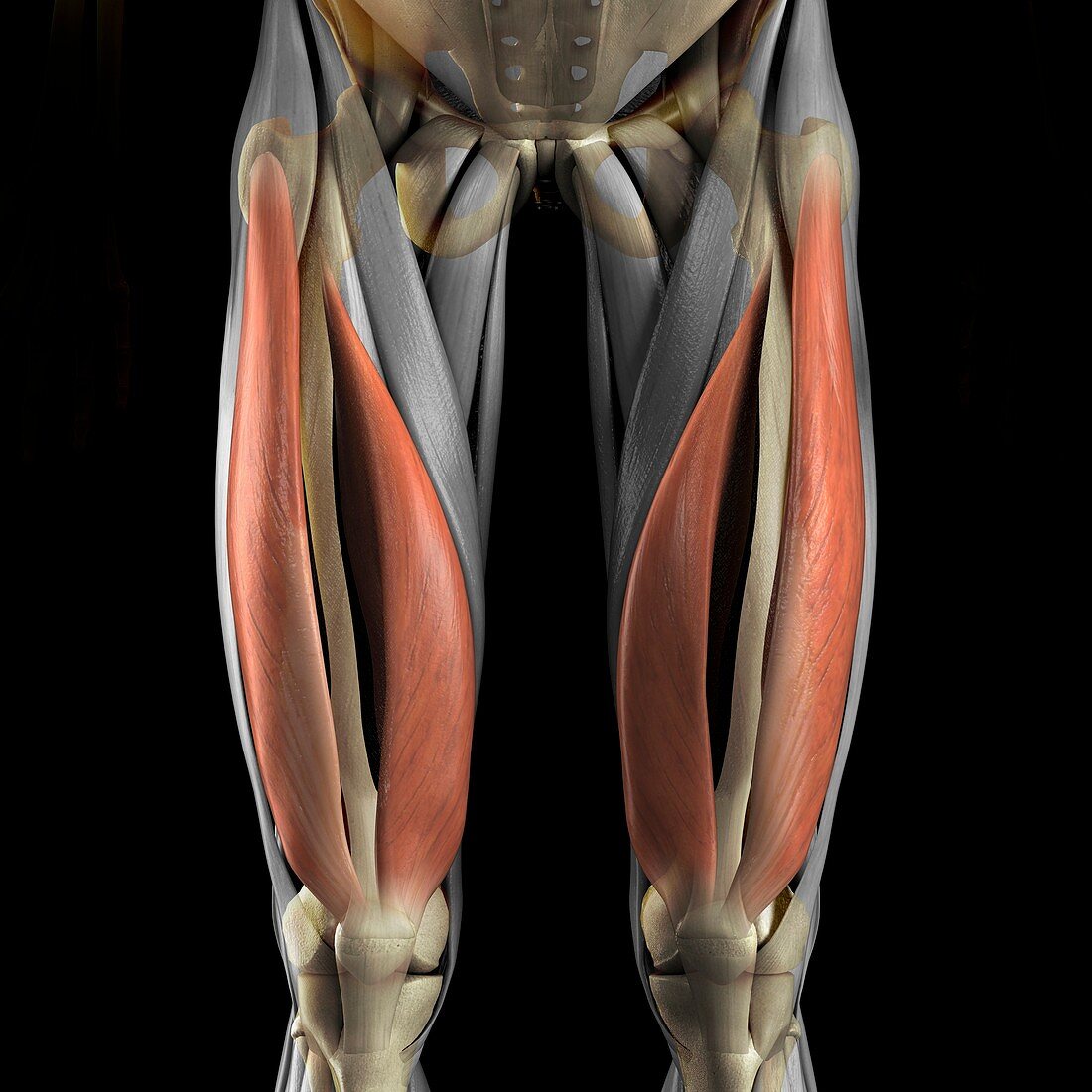 Vastus Medialis and Lateralis Muscles