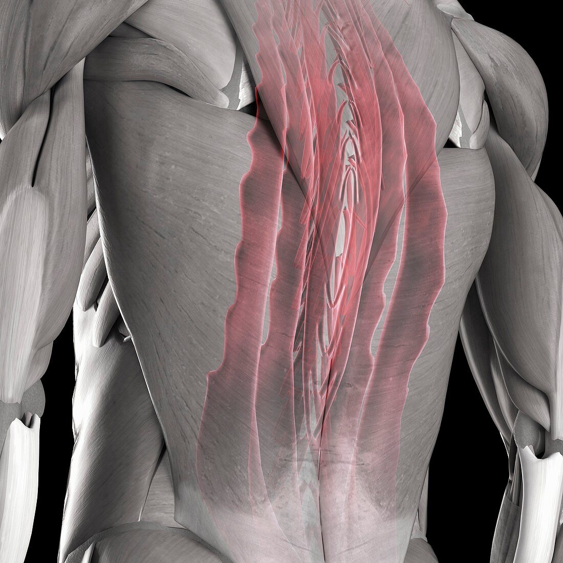 Deep Muscles of the Back, artwork