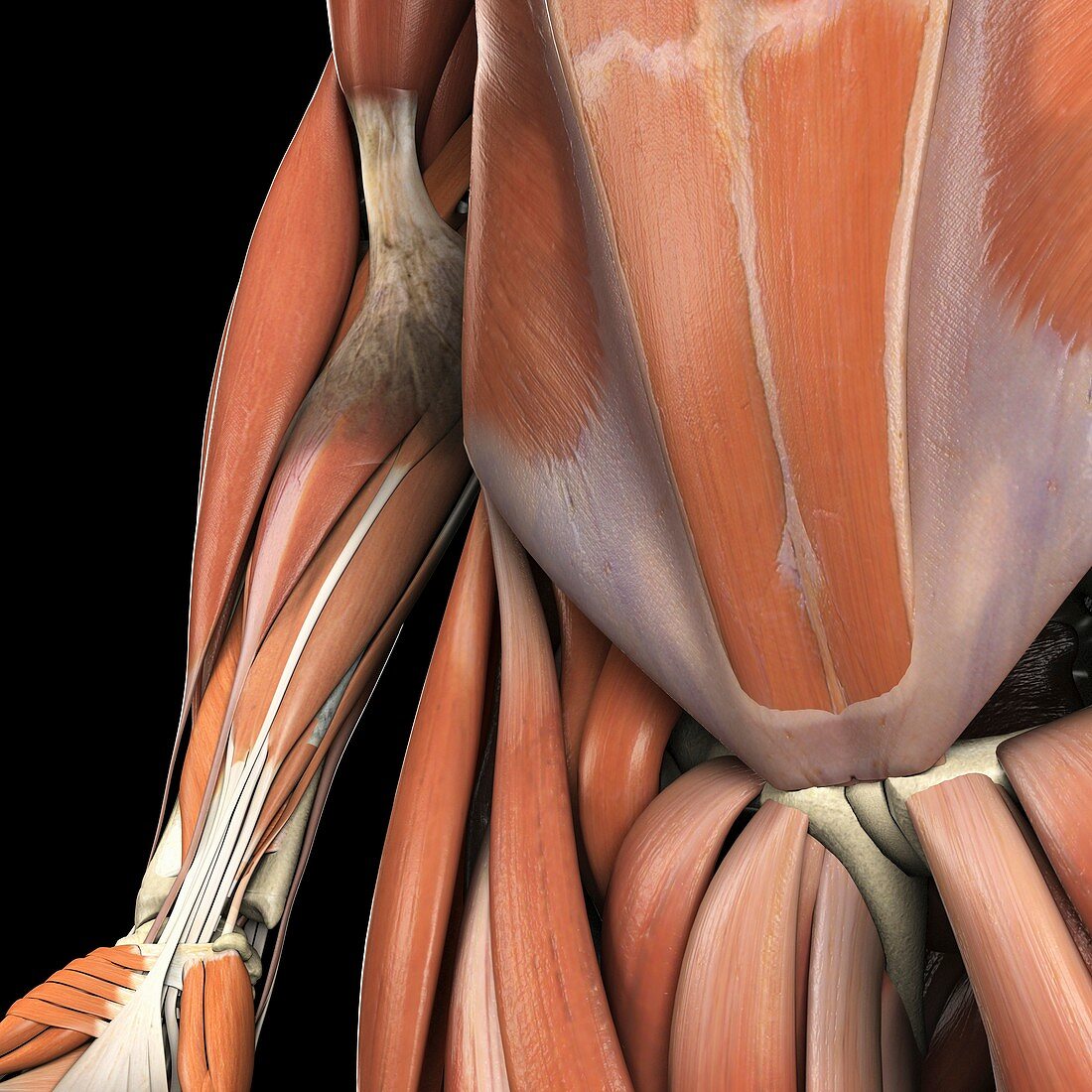 The Muscle System, artwork