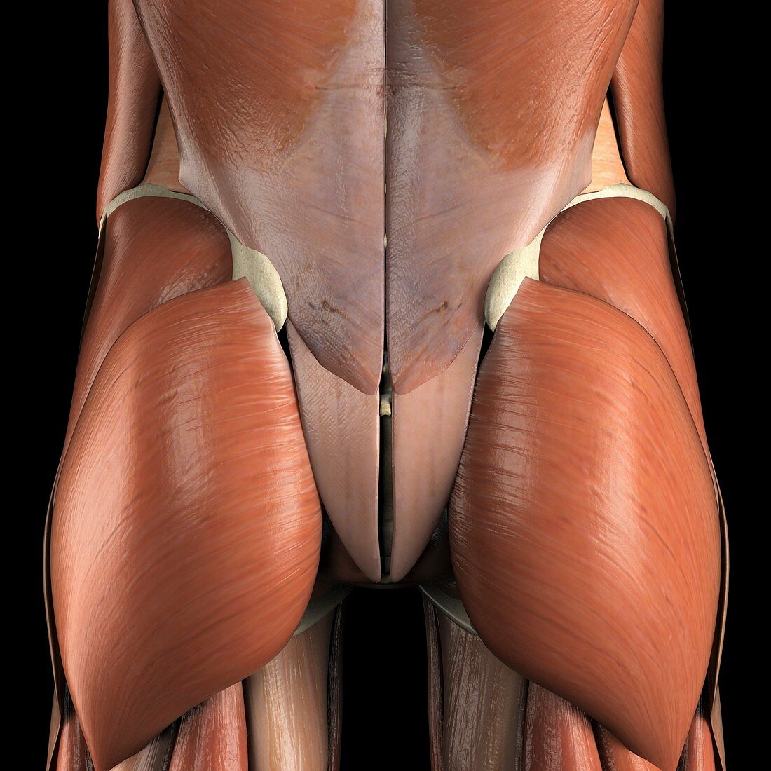 Muscles of Lower Back and Buttocks