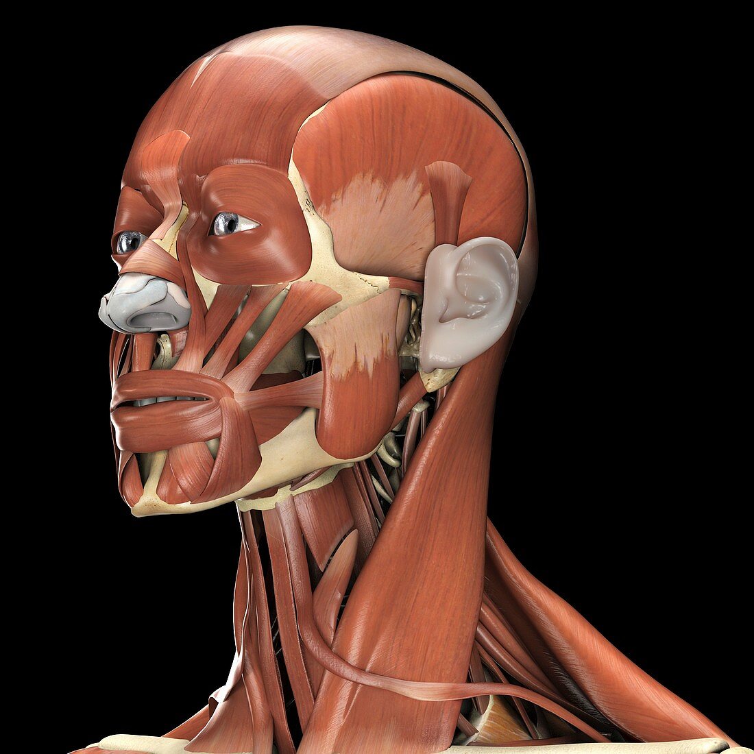 Muscles of the Head and Neck, artwork