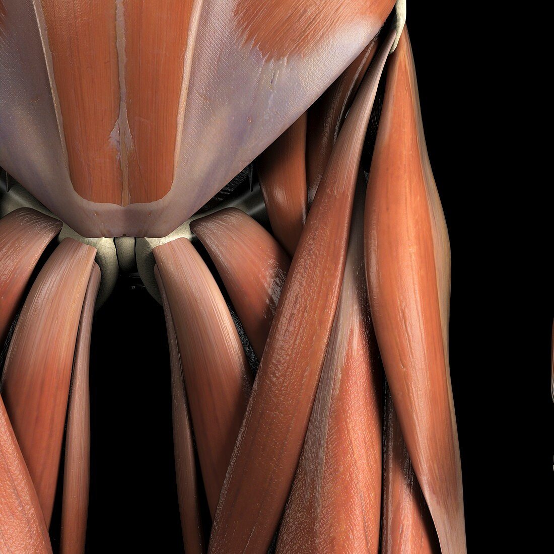 Muscles of the Groin, artwork