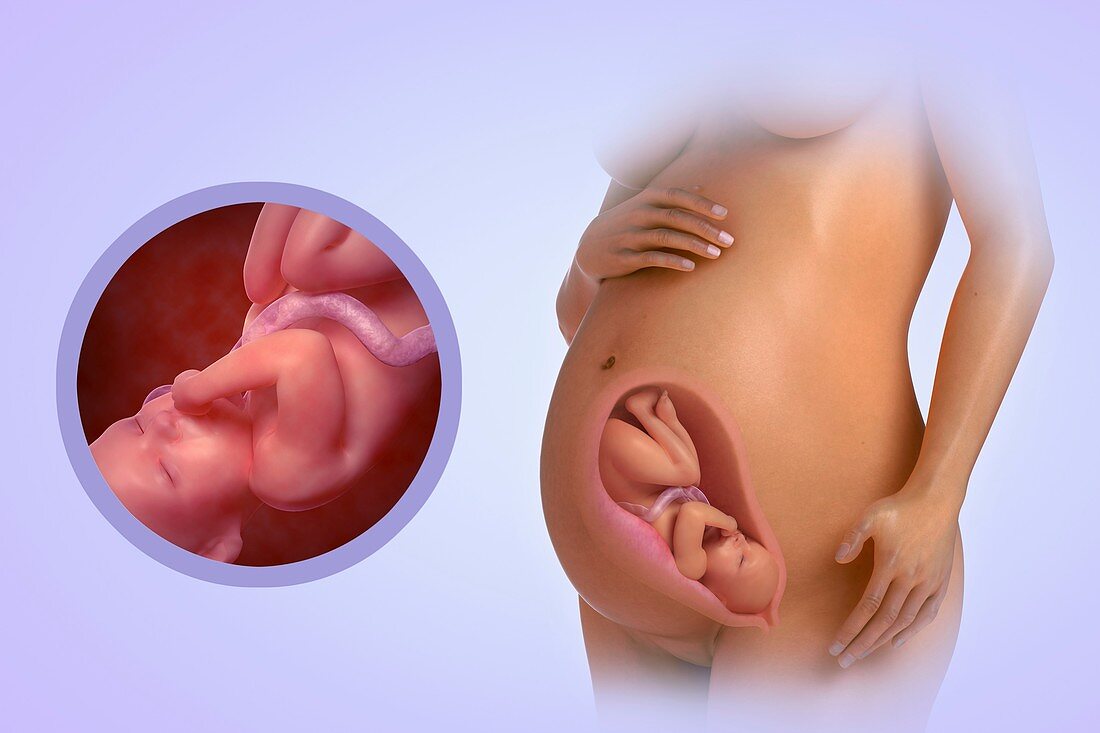 Fetal Development (Week 34), artwork