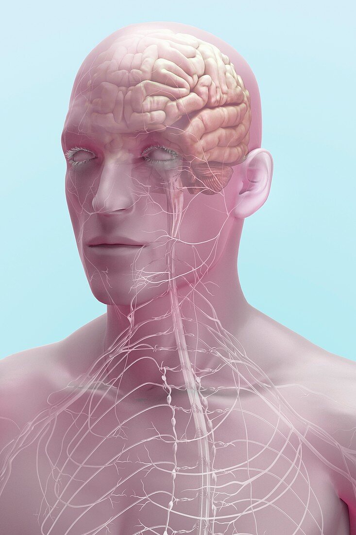 The Brain and Nerves, artwork