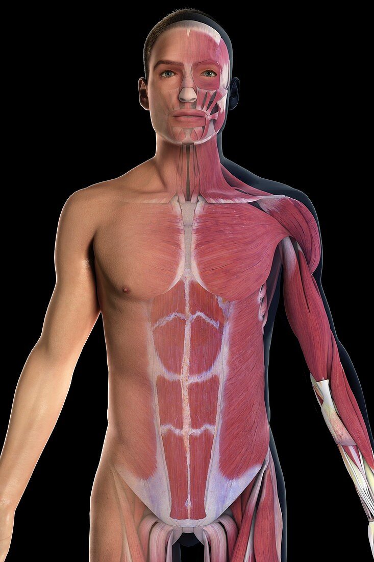 The Muscle System, artwork
