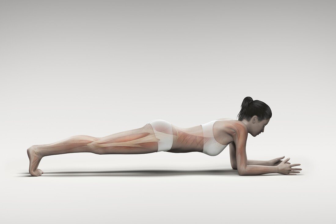 Yoga Dolphin Plank Pose, artwork